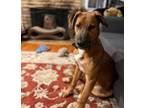 Adopt Western Wilson a Brown/Chocolate Labrador Retriever / Mixed dog in