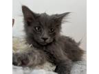 Adopt Almond a Gray or Blue Domestic Longhair / Mixed cat in Kanab