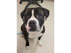 Adopt Danny a Brindle Boxer / American Pit Bull Terrier / Mixed dog in Columbus