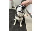 Adopt 53737630 a Black Husky / Mixed dog in Moses Lake, WA (38630861)