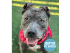 Adopt Roxanne a Gray/Blue/Silver/Salt & Pepper American Staffordshire Terrier /