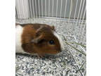Adopt Biscuit a Orange Guinea Pig / Mixed small animal in Pomona, NY (38540133)
