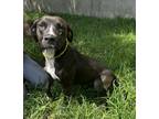 Adopt Nora a Black American Pit Bull Terrier / Mixed dog in Gulfport