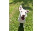 Adopt Frankie a White Mixed Breed (Large) / Mixed dog in Covington
