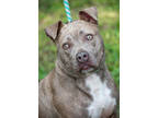 Adopt Sunshine a Brown/Chocolate American Pit Bull Terrier / Mixed dog in