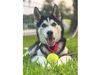 Adopt Mila a Black - with White Siberian Husky / Mixed dog in Winter Springs