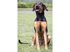 Adopt Walter a Black Hound (Unknown Type) / Mixed dog in Westampton