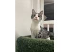 Adopt Taz a White Domestic Shorthair / Domestic Shorthair / Mixed cat in
