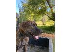 Adopt Annie a Black Mouth Cur / Mixed dog in Athens, TX (38634240)