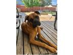 Adopt Diesel V a Tan/Yellow/Fawn Boxer / Mixed dog in Austin, TX (38682315)
