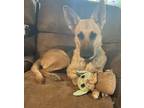 Adopt Summer a Black - with Tan, Yellow or Fawn German Shepherd Dog / Mixed dog