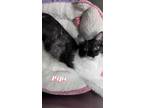 Adopt Pipi a All Black Domestic Mediumhair cat in Kingman, AZ (38584127)