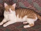 Adopt Trace a White Domestic Shorthair / Domestic Shorthair / Mixed cat in