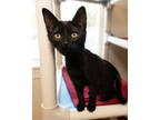 Adopt Nelly a All Black Domestic Shorthair / Domestic Shorthair / Mixed cat in