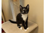 Adopt Fisher a All Black Domestic Shorthair / Domestic Shorthair / Mixed cat in
