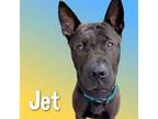 Adopt Jet a Shar Pei dog in Cortland, NY (38554477)