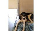 Adopt Stuart Little a Coonhound (Unknown Type) / Mixed dog in Paris
