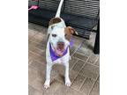 Adopt Patches a White Mixed Breed (Medium) / Mixed dog in Mesquite
