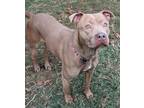 Adopt Darla a Tan/Yellow/Fawn American Pit Bull Terrier / Mixed dog in Mesquite