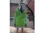 Adopt Bubbaboy a Green Macaw bird in GOODLETTSVILLE, TN (38548244)
