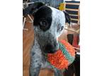 Adopt Blitz a Black Mixed Breed (Medium) / Mixed dog in Farmington