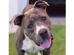 Adopt Flores a Gray/Blue/Silver/Salt & Pepper American Pit Bull Terrier / Mixed