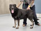 Adopt Bones a Black German Shepherd Dog / Mixed dog in Silver Springs
