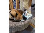 Adopt Oakley a White Domestic Shorthair / Domestic Shorthair / Mixed cat in
