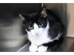 Adopt Otto a All Black Domestic Shorthair / Domestic Shorthair / Mixed cat in