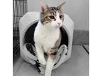 Adopt Andromeda a Calico or Dilute Calico Domestic Shorthair / Mixed cat in