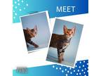 Adopt Junebug a Gray or Blue Domestic Shorthair / Domestic Shorthair / Mixed cat