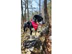 Adopt LadieBird a Black Border Collie / Mixed dog in Springfield, MO (38628905)