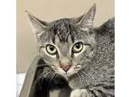 Adopt Sigma a Domestic Shorthair / Mixed cat in Spokane Valley, WA (38653218)