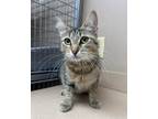 Adopt Indigo a Gray or Blue Domestic Shorthair / Domestic Shorthair / Mixed cat