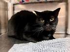Adopt WIZARD a All Black Domestic Shorthair / Domestic Shorthair / Mixed cat in