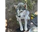 Adopt Rambo a Black Husky / Mixed dog in Midland, TX (38625735)