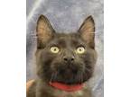 Adopt Redmond a All Black Domestic Mediumhair (medium coat) cat in San Leandro