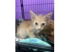 Adopt Tempo a Orange or Red Domestic Shorthair / Domestic Shorthair / Mixed cat