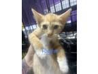 Adopt Rhythm a Orange or Red Domestic Shorthair / Domestic Shorthair / Mixed cat