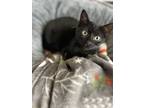 Adopt Deema a All Black Domestic Shorthair (short coat) cat in Galt