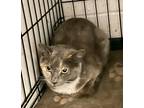 Adopt Dipsy a Gray or Blue Domestic Shorthair / Domestic Shorthair / Mixed cat