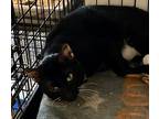 Adopt Murphy a All Black Domestic Shorthair / Domestic Shorthair / Mixed cat in