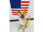 Adopt Paul a Tan/Yellow/Fawn Mixed Breed (Large) / Mixed dog in Binghamton