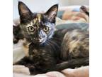 Adopt Brickle a All Black Domestic Shorthair / Domestic Shorthair / Mixed cat in