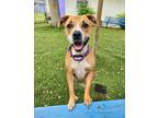 Adopt Rose a Mixed Breed (Medium) / Mixed dog in Fort Myers, FL (38437818)