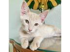 Adopt Nougat a Cream or Ivory Domestic Shorthair / Domestic Shorthair / Mixed