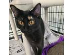 Adopt Lily a All Black Domestic Shorthair / Mixed cat in Clarksdale