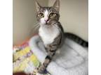 Adopt Puddles a Gray or Blue Domestic Shorthair / Mixed cat in Port Richey