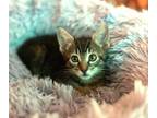 Adopt Tigress a Gray, Blue or Silver Tabby Domestic Shorthair (short coat) cat