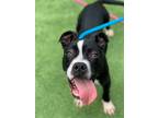 Adopt Cain a Black - with White Terrier (Unknown Type, Medium) / Mixed dog in